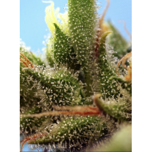 Strawberry Banana Gelato XL Auto. Photo 2